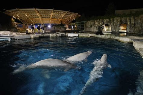 Mystic aquarium - 55 Coogan Blvd., Mystic, CT, 06355 map. Phone: 860-572-5955. Take Interstate 95 south to exit 90 and follow the signs to Mystic Aquarium. Travel time is approximately 2 hours (approx. 108 miles). TIPS.